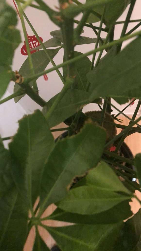 发财树树叶是什么虫子吃掉了
