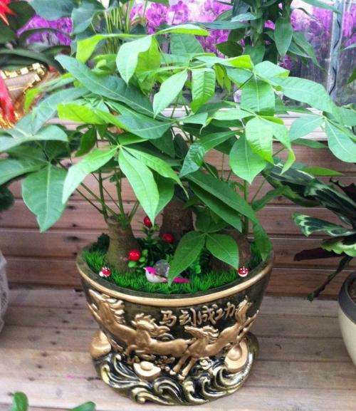 发财树盆景可以铺苔藓吗