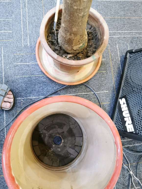 发财树盆子这么大