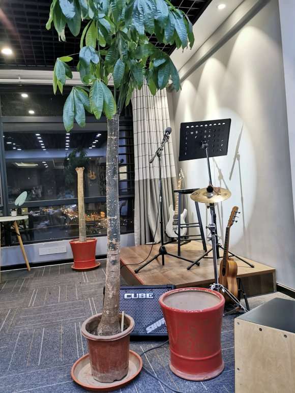 发财树盆子这么大