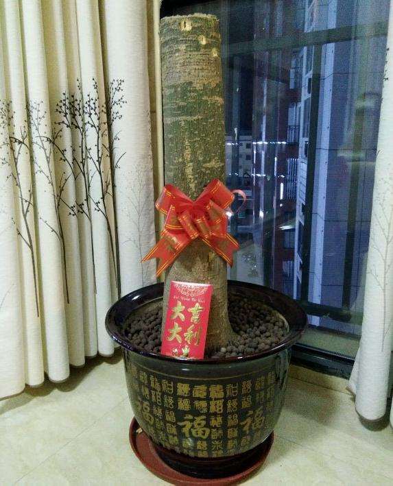 室内什么树最容易养 我的发财树死了