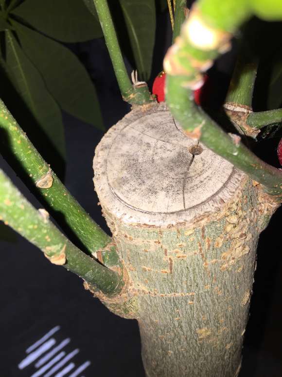 刚买几个月的发财树