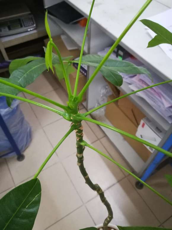 发财树长得高 但不粗壮