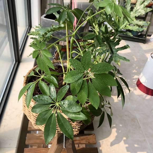 为什么发财树 最近看了大叶伞 图片