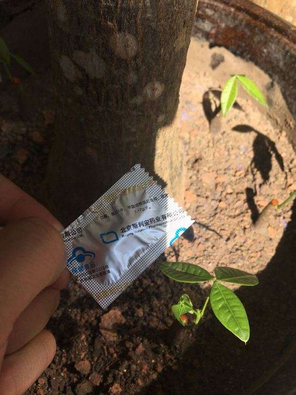 给发财树补充点维生素