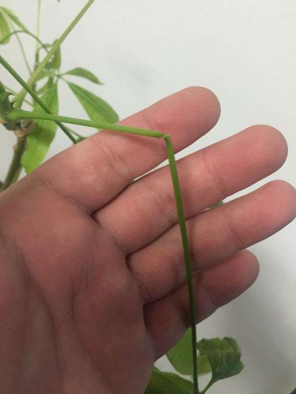 发财树树干都快掉光了