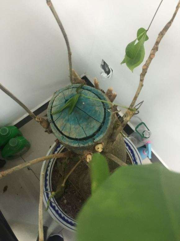发财树树干都快掉光了