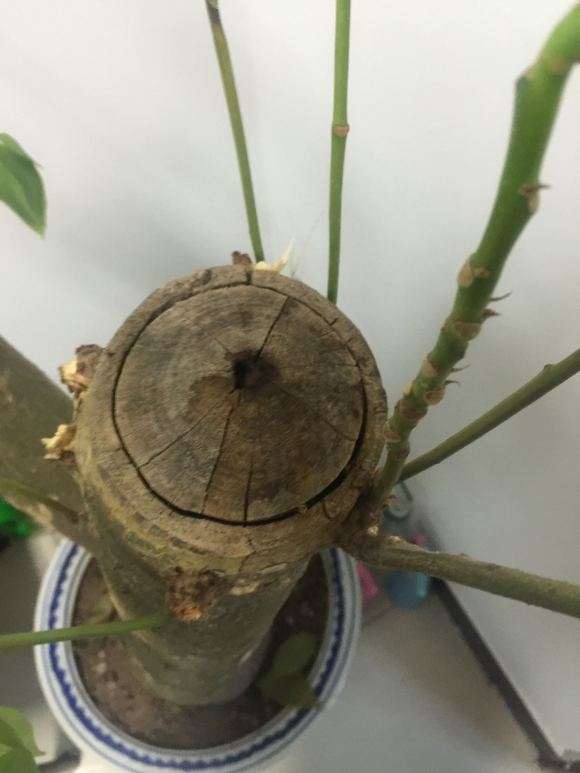 发财树树干都快掉光了