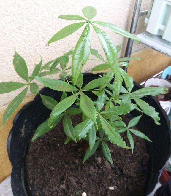 可以用硫酸亚铁喷施发财树叶面吗