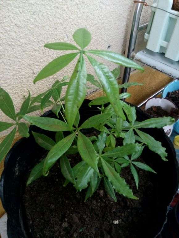 可以用硫酸亚铁喷施发财树叶面吗