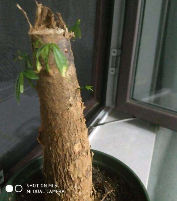 为什么发财树发芽后树叶下垂