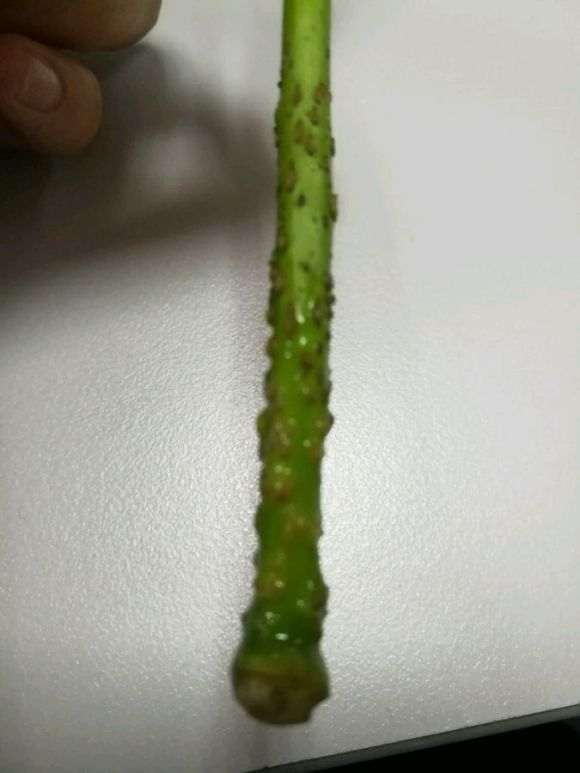水培发财树枝干 没生根 但长小疙瘩