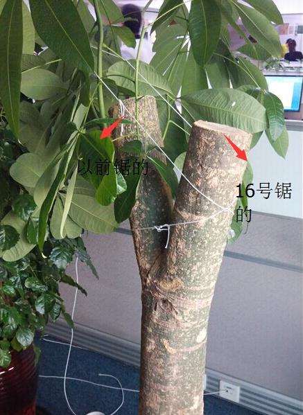 发财树截肢后 容易发霉 怎么办 图片