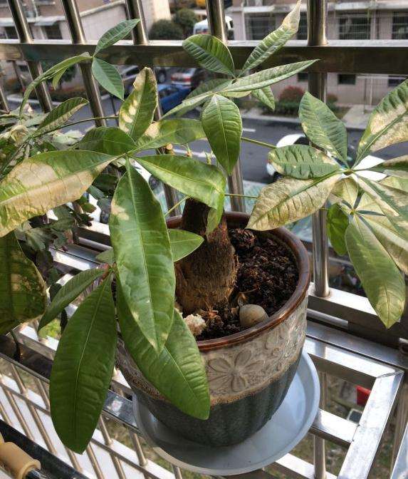 发财树没去晒太阳 叶子好像晒焦一样