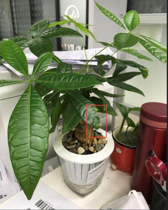 发财树老叶子开始局部变黄