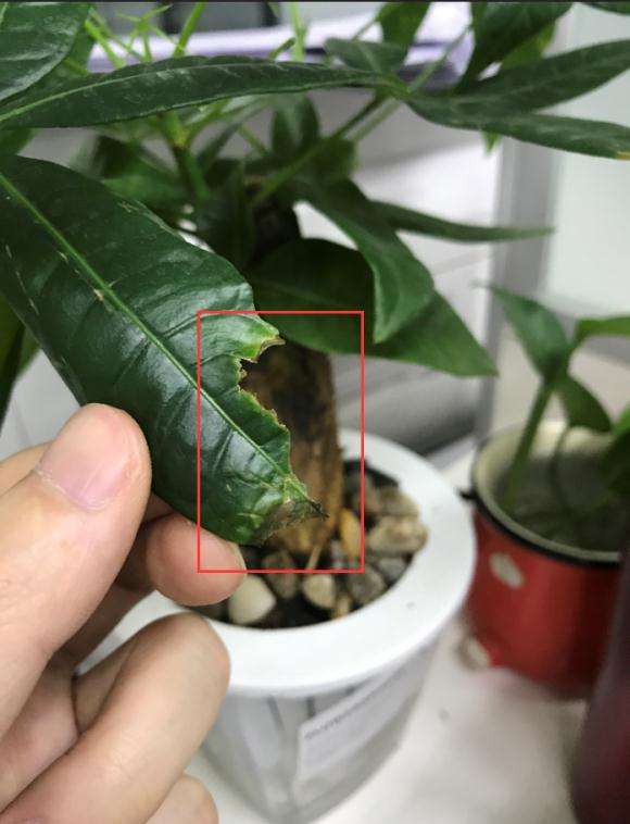 发财树老叶子开始局部变黄