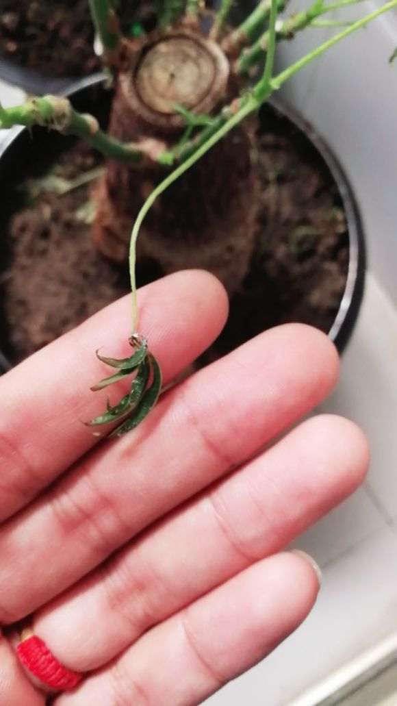 发财树的新芽长不大