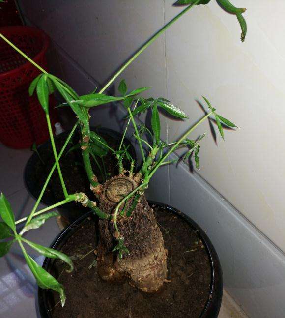 发财树的新芽长不大
