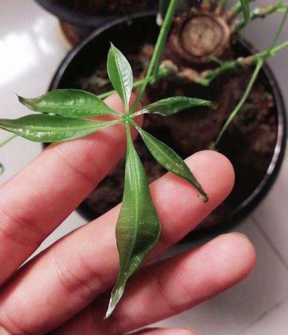 发财树的新芽长不大
