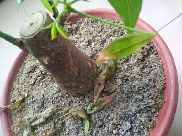 发财树1年就干枯掉叶子