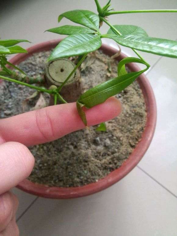 发财树1年就干枯掉叶子