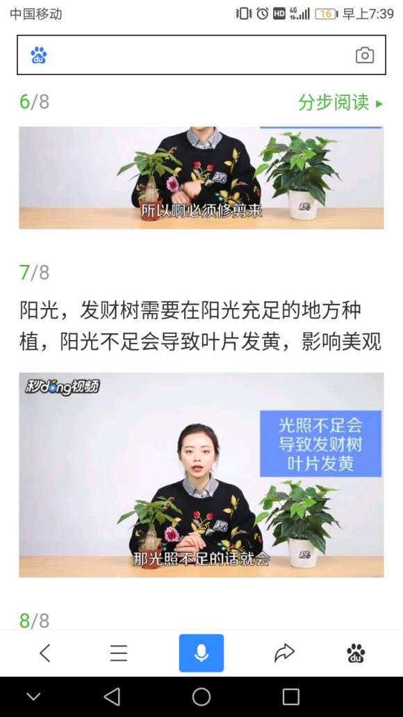 为什么发财树耐旱树根不发达