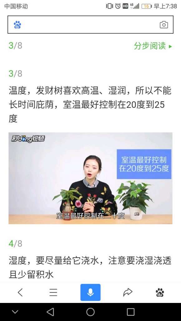 为什么发财树耐旱树根不发达