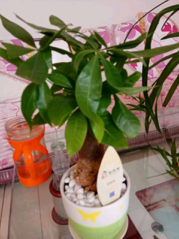 发财树的花盆底部没孔可以吗