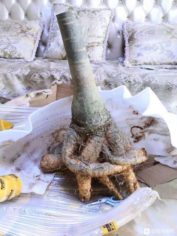 发财树下山桩上盆3个月 发芽了