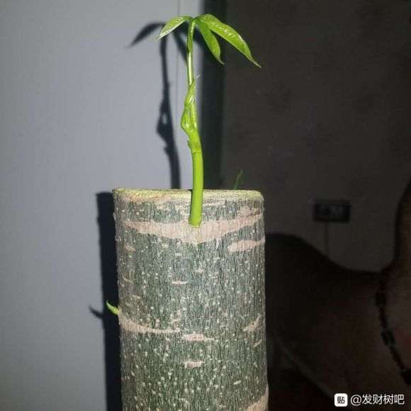 发财树下山桩上盆3个月 发芽了