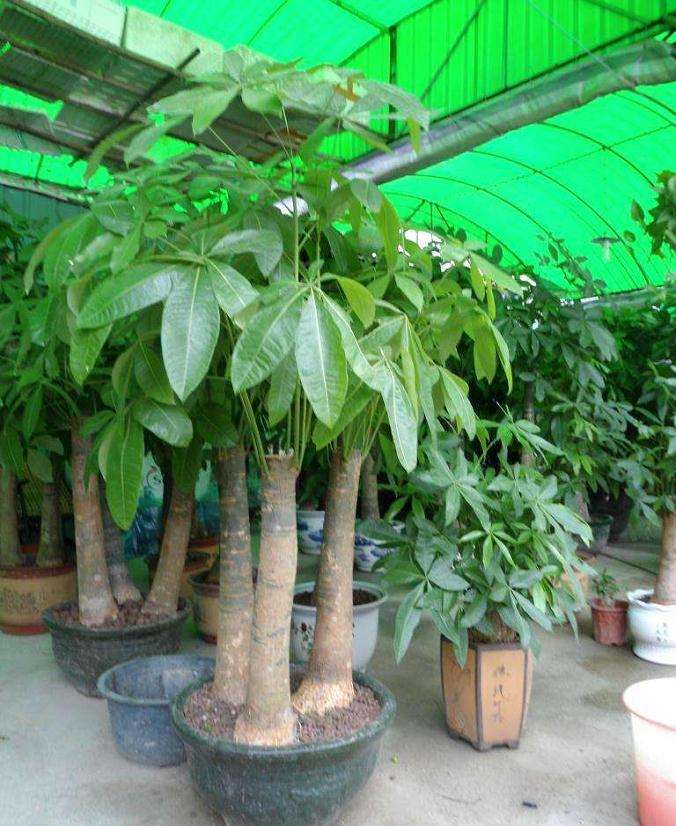 1米2左右的发财树多少钱