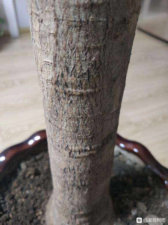 发财树用椰砖土好吗