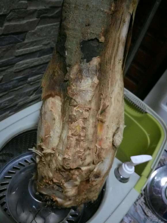 发财树树干变软 一按出水
