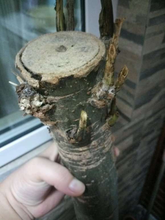 发财树树干变软 一按出水