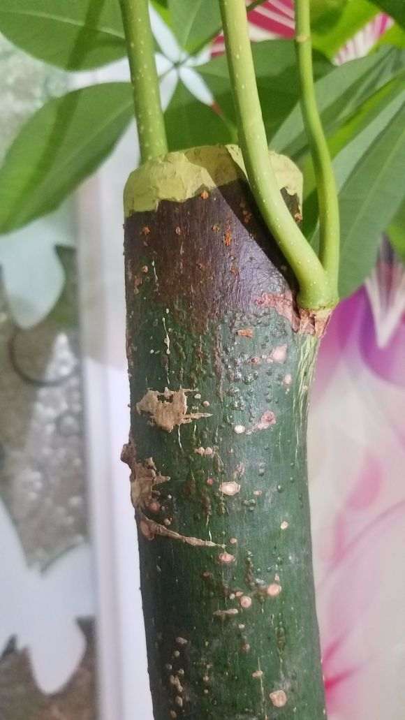 发财树顶部冒油 树皮变褐色