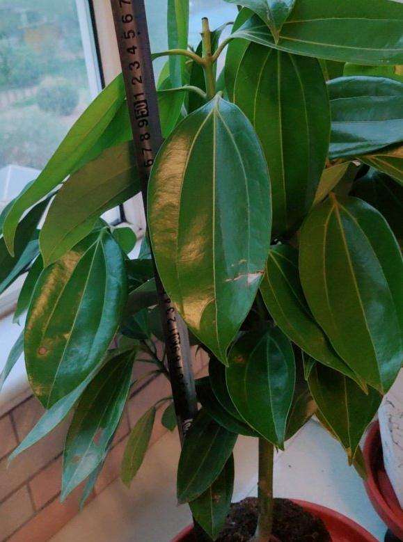 发财树60cm高 39包邮 贵吗 图片