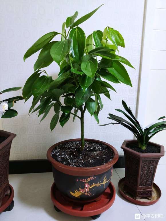 发财树60cm高 39包邮 贵吗 图片