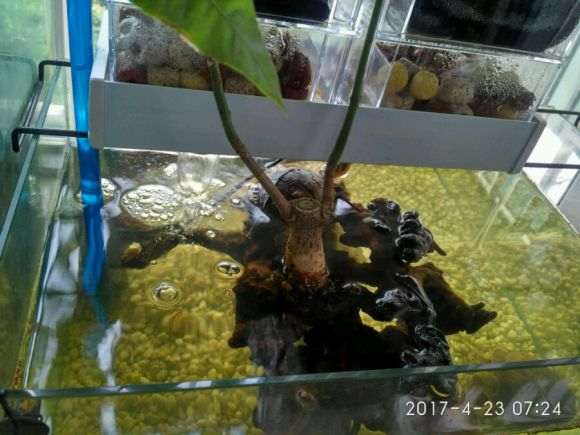 龟缸里能放发财树吗