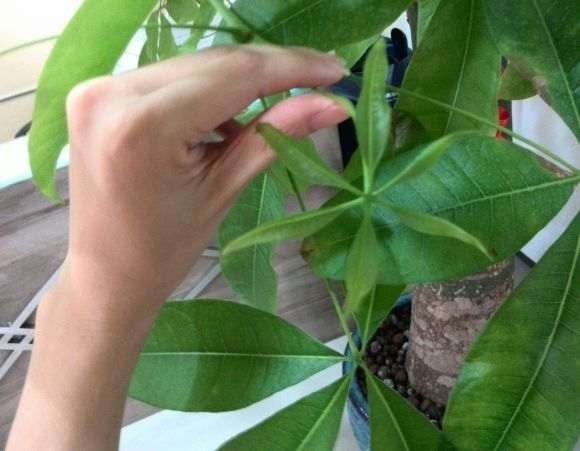 发财树叶尖开始发黄枯萎
