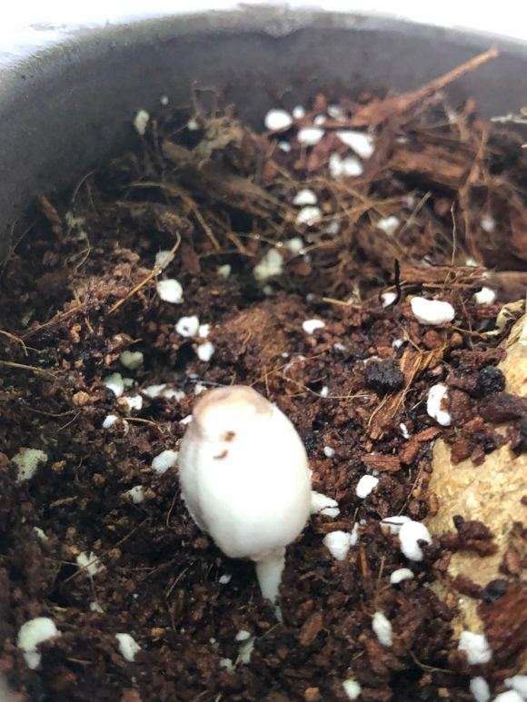 发财树下面长了1颗蘑菇