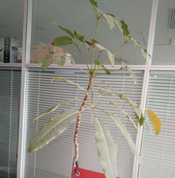 叶子很像发财树
