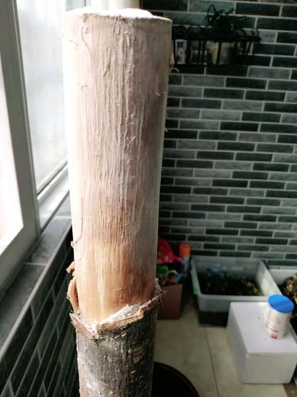 发财树 顶部腐烂 根部没事 怎么办