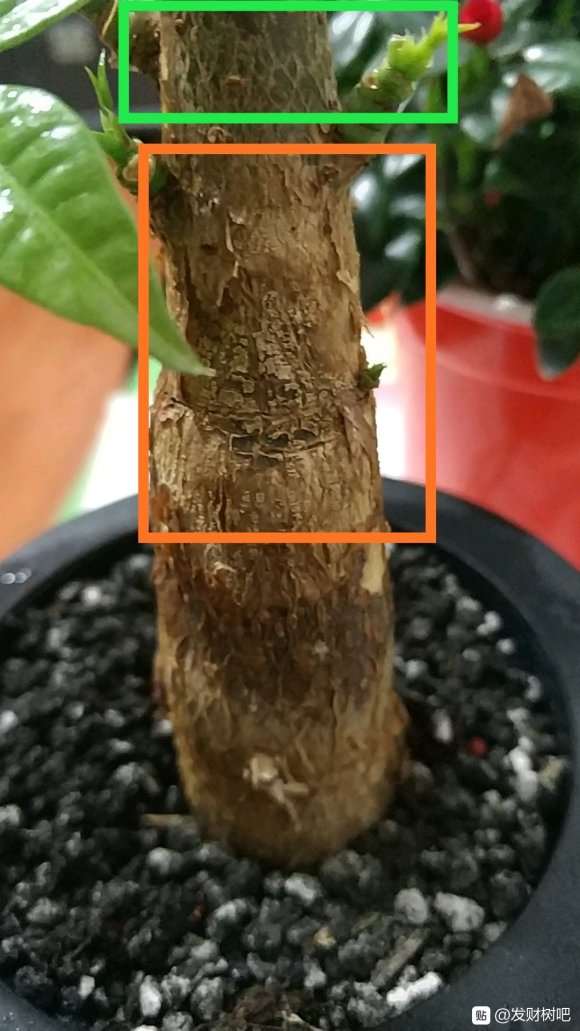 发财树的树皮很硬 很干燥 怎么办 图片
