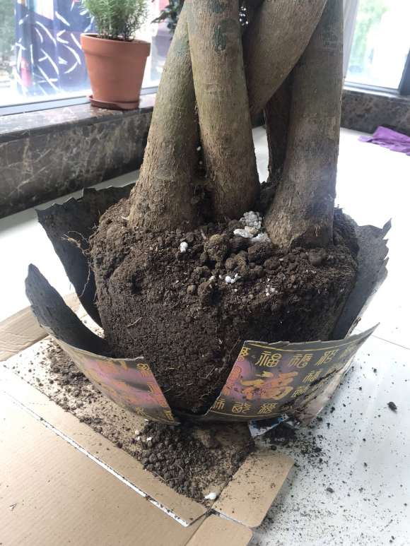 发财树土壤板结 要换土吗 怎么办