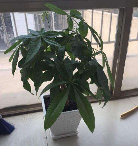 发财树怕热吗 可以太阳直照吗 图片
