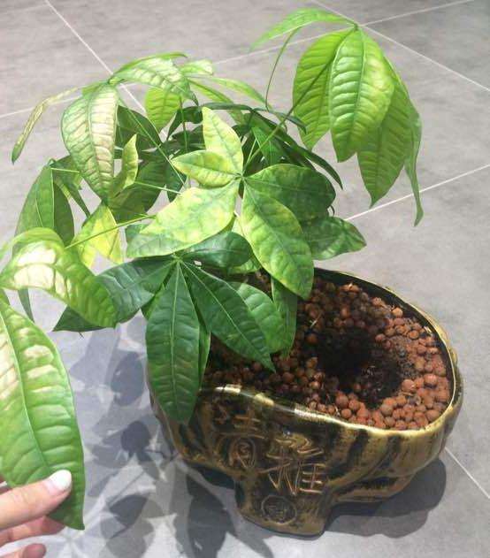 发财树的树干腐烂
