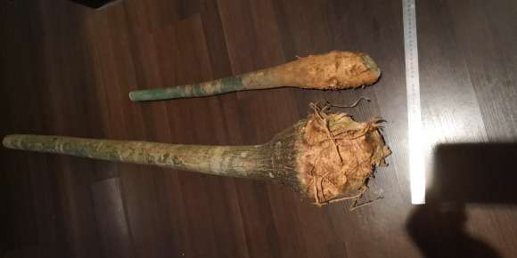 铁根独杆发财树怎么发芽的方法