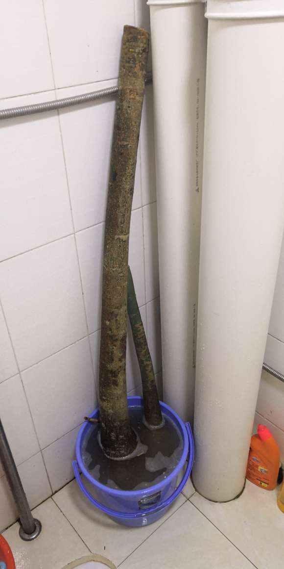 铁根独杆发财树怎么发芽的方法