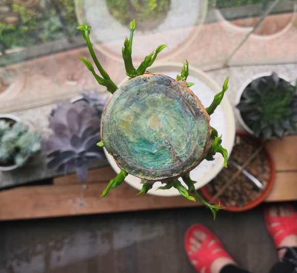 铁根独杆发财树怎么发芽的方法