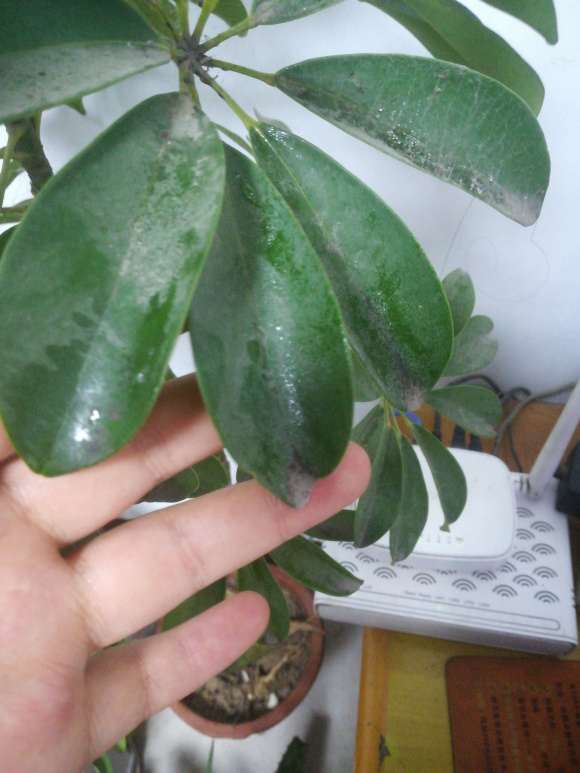 家里发财树叶面有粘液